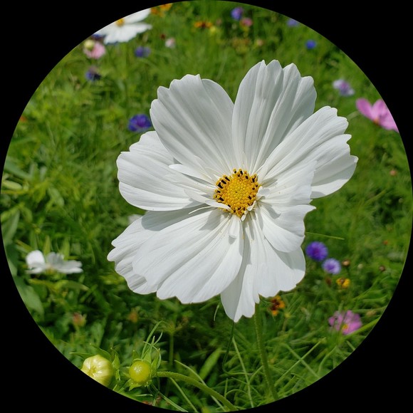 flovie